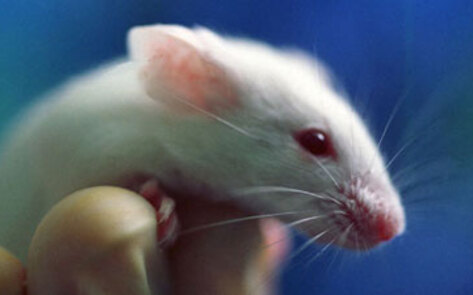 China's Animal Testing