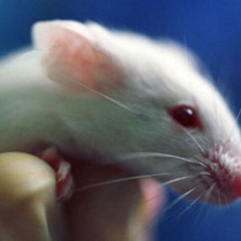 Animal-Testing Alternative