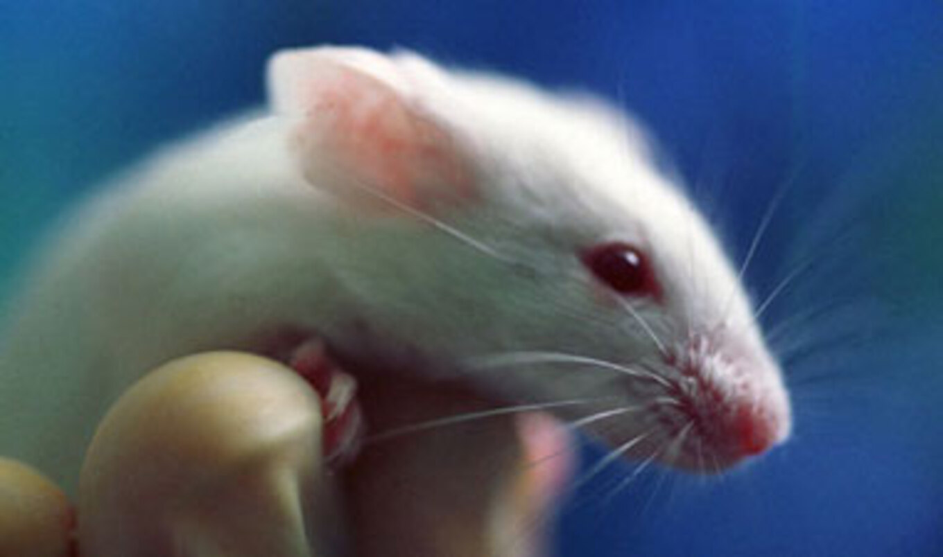 China's Animal Testing