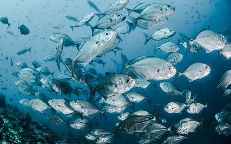 Ocean Pollution's Impact on Fish Now Linked to Skin Cancer, New Study Finds