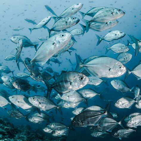 Ocean Pollution's Impact on Fish Now Linked to Skin Cancer, New Study Finds
