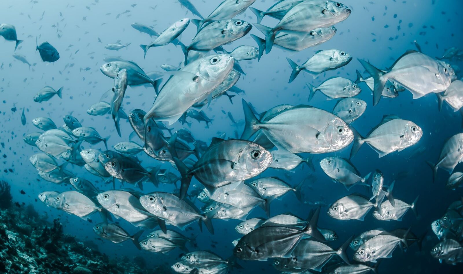 Ocean Pollution's Impact on Fish Now Linked to Skin Cancer, New Study Finds