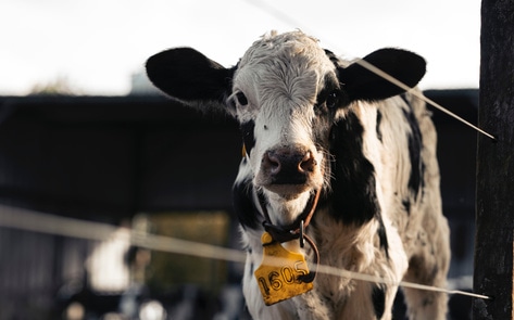 Legal Victory: Court Directs DA to Prosecute Former Nestlé Dairy Supplier for Animal Cruelty