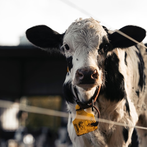 Legal Victory: Court Directs DA to Prosecute Former Nestlé Dairy Supplier for Animal Cruelty