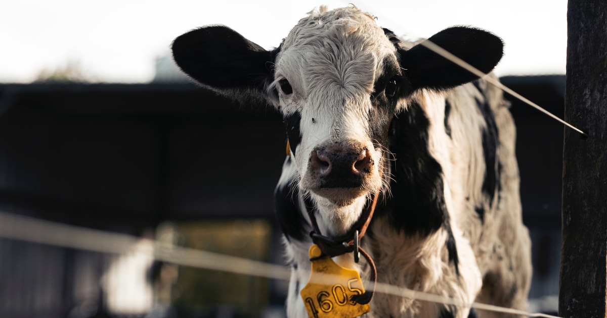 Legal Victory: Former Nestlé Dairy Supplier to Face Prosecution for Animal Cruelty - Vimarsana News