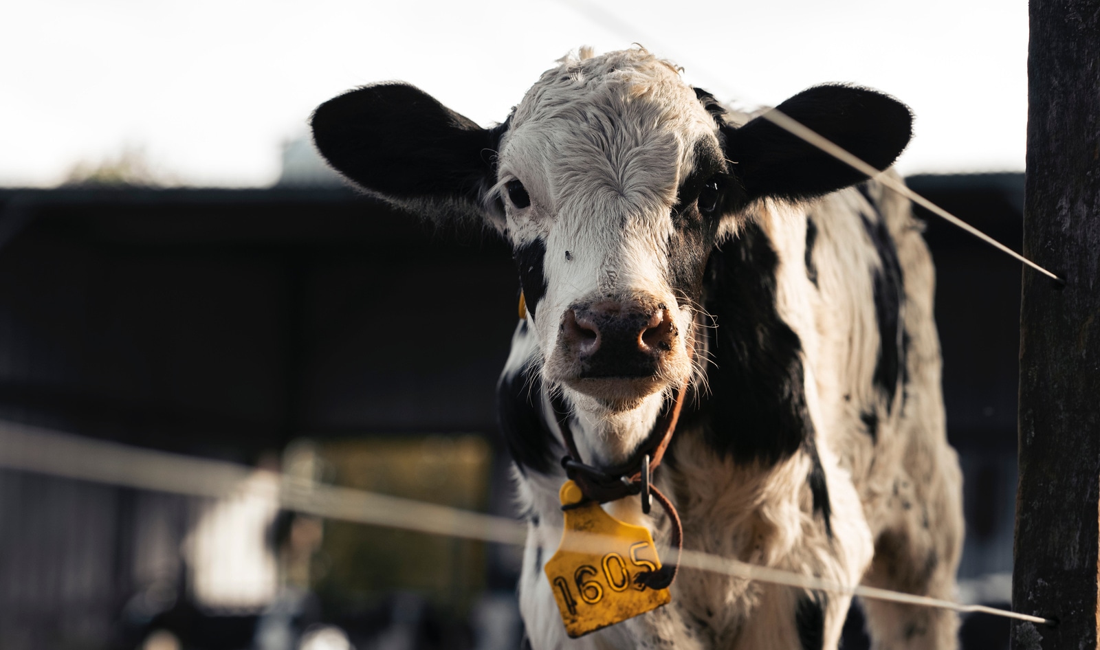 Legal Victory: Court Directs DA to Prosecute Former Nestlé Dairy Supplier  for Animal Cruelty | VegNews