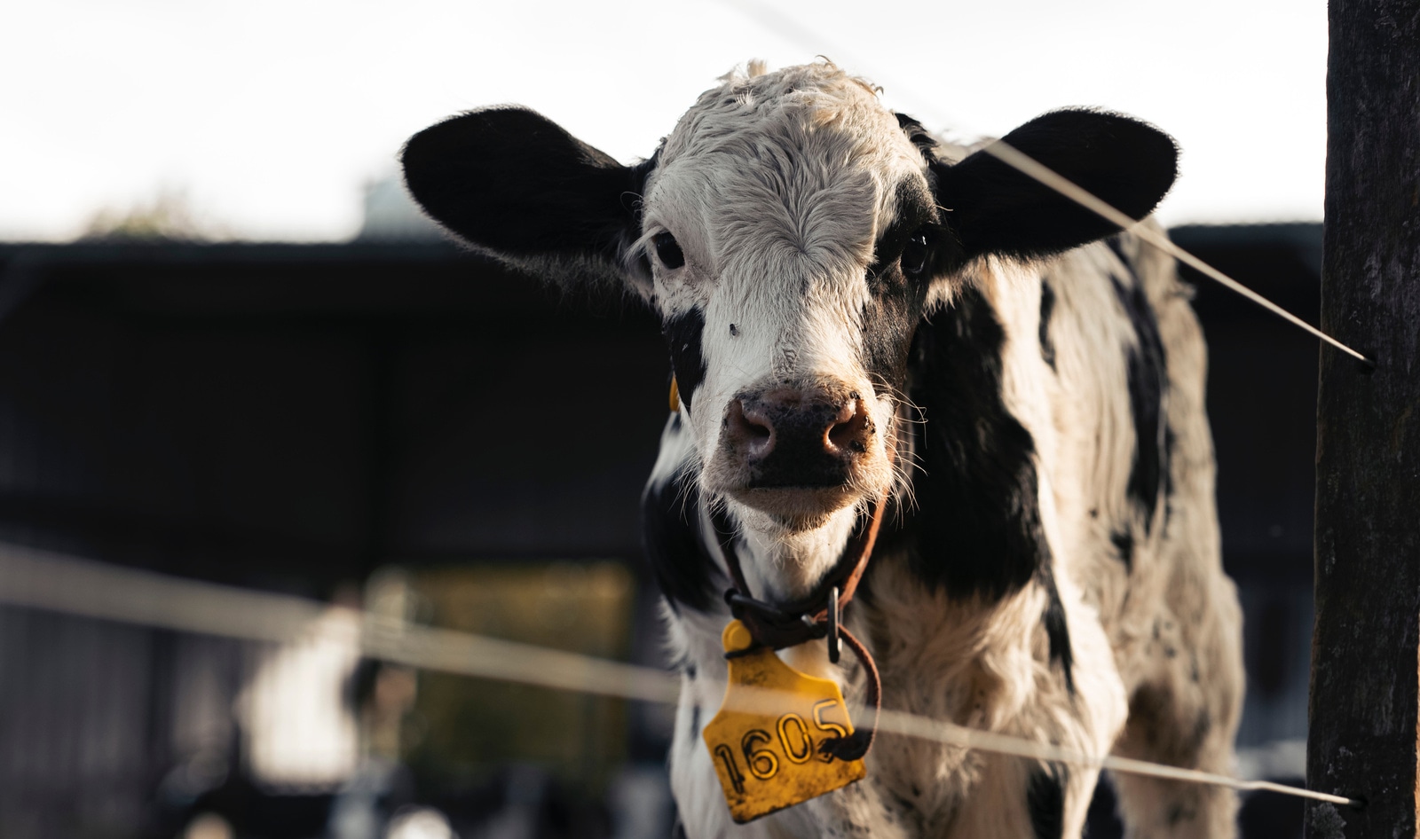 Legal Victory: Court Directs DA to Prosecute Former Nestlé Dairy Supplier for Animal Cruelty