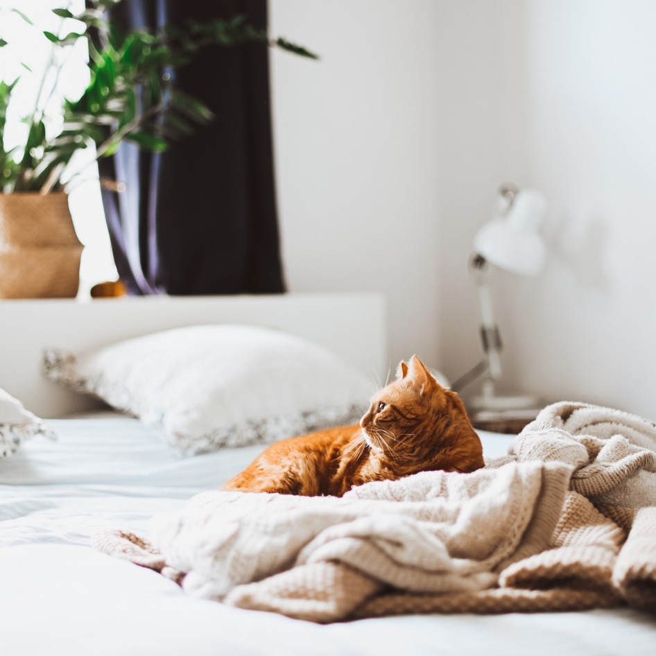 When Being Vegan Just Isn’t Enough: How and Why I’m Making My House Net-Zero 