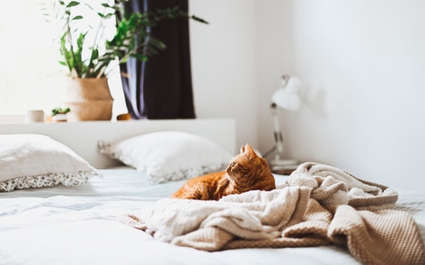 When Being Vegan Just Isn’t Enough: How and Why I’m Making My House Net-Zero 