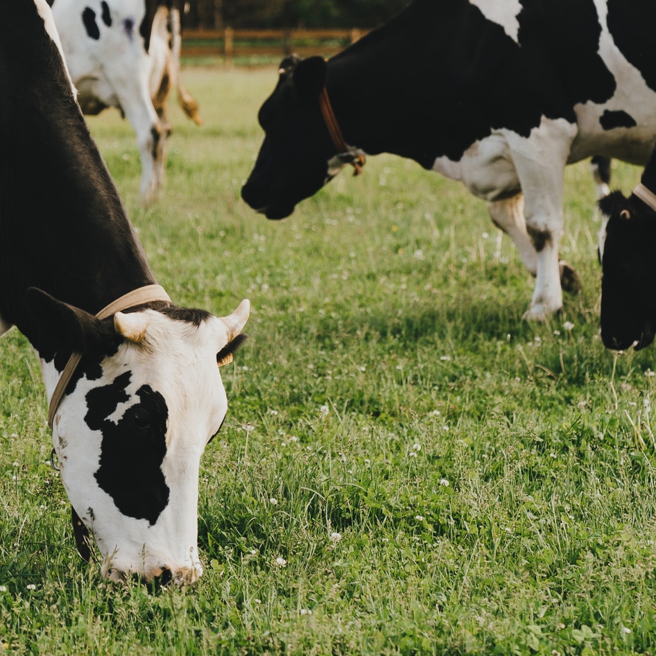 With New Startup, Africa Joins the Growing Animal-Free Dairy Movement