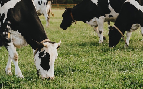 With New Startup, Africa Joins the Growing Animal-Free Dairy Movement