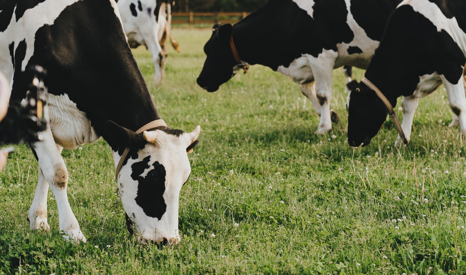 With New Startup, Africa Joins the Growing Animal-Free Dairy Movement