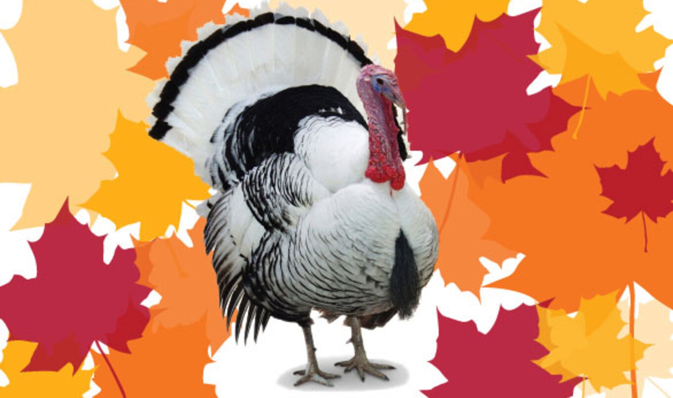 Turkey Time