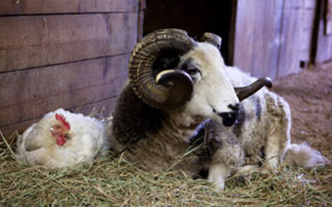 Catskill Documentary