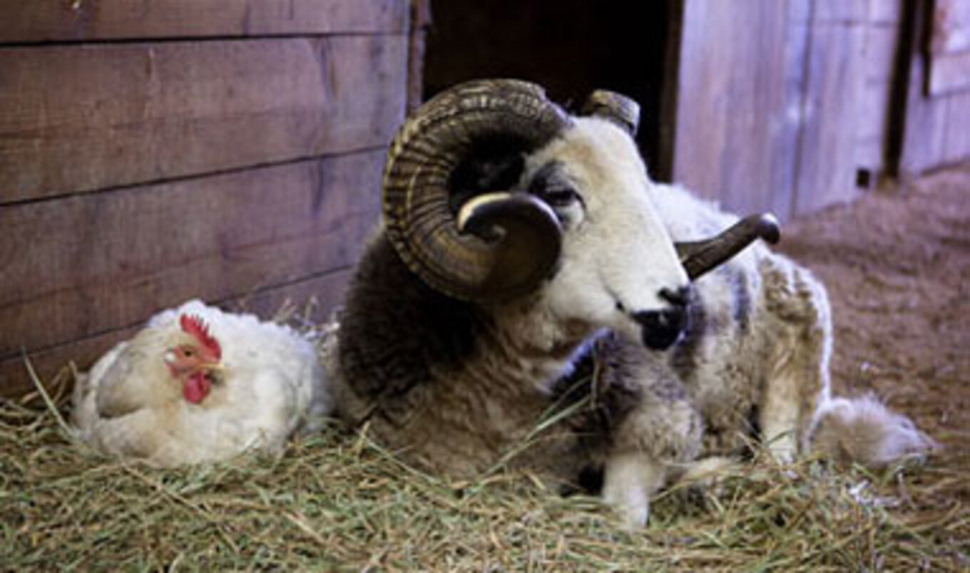 Catskill Documentary