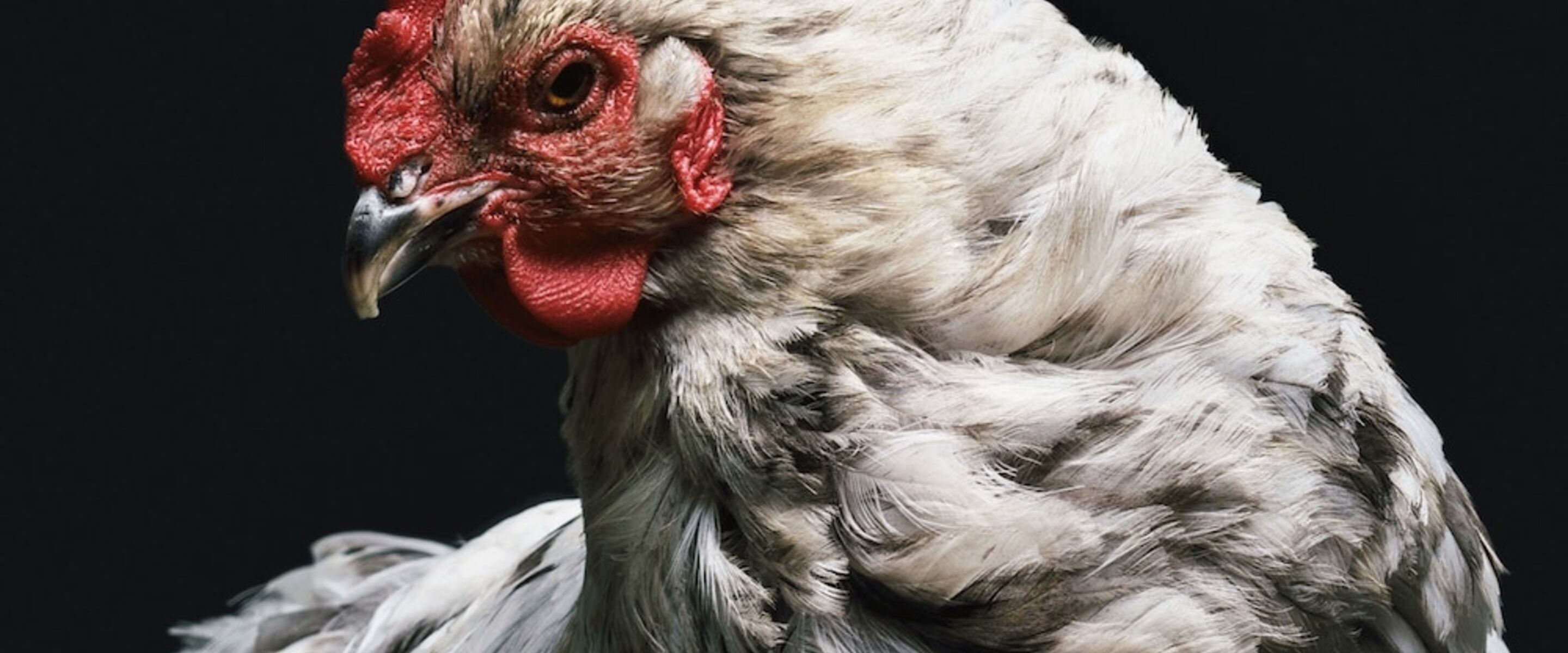 Is Chicken Healthy? Why the Truth May Surprise You