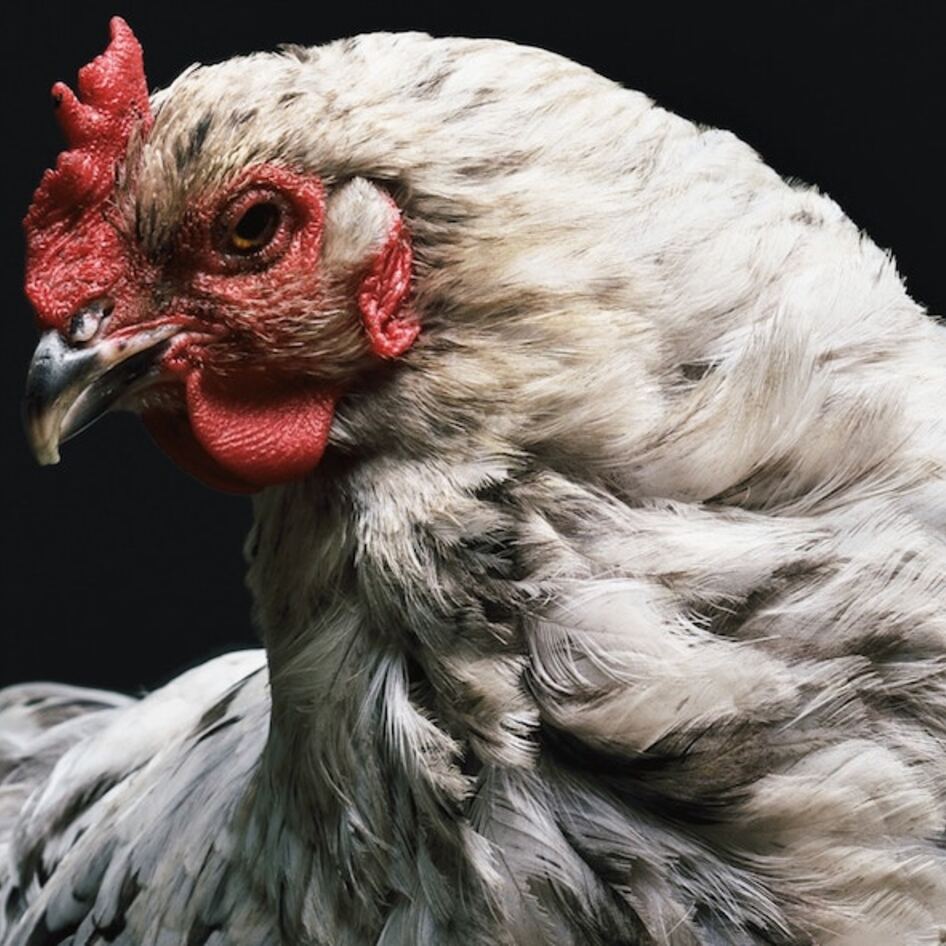 Is Chicken Healthy? Why the Truth May Surprise You