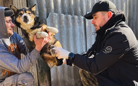 How This Ukrainian Veterinarian Is Helping Save Animals in War-Torn Kyiv
