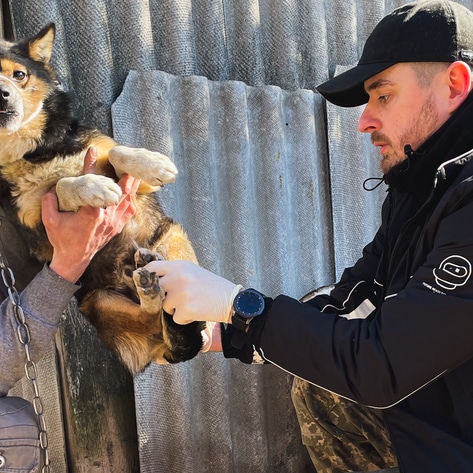 How This Ukrainian Veterinarian Is Helping Save Animals in War-Torn Kyiv