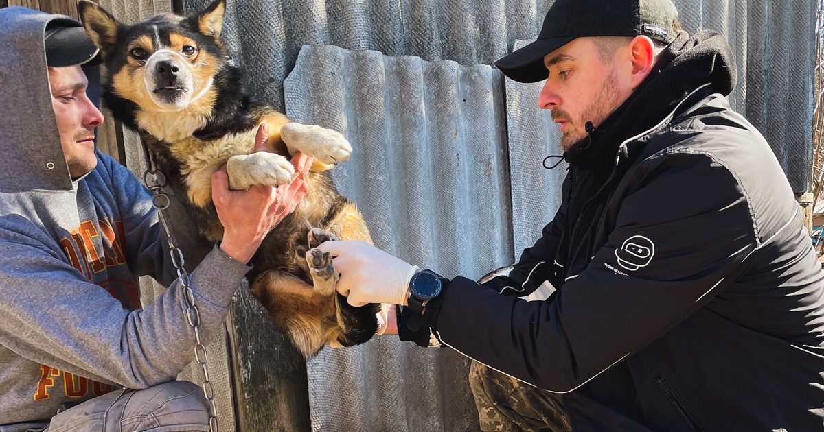 How This Ukrainian Veterinarian Is Helping Save Animals in War-Torn Kyiv - Vimarsana News