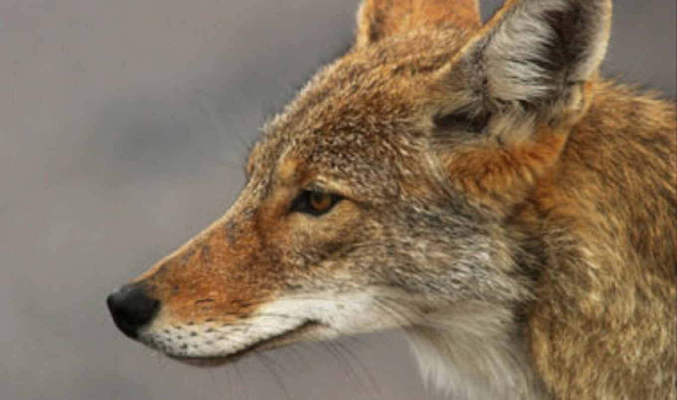 Controlling Coyotes Humanely