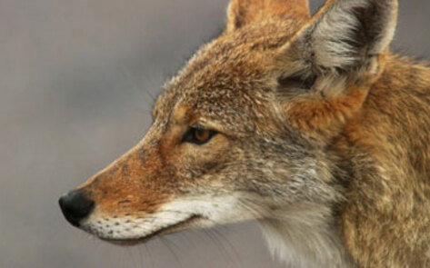 Controlling Coyotes Humanely
