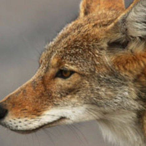 Controlling Coyotes Humanely
