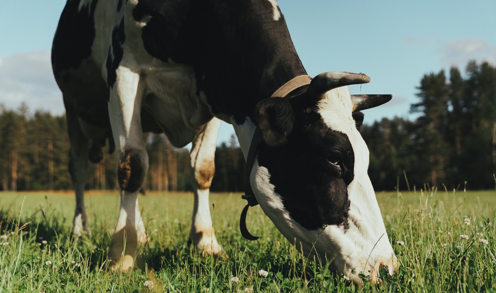 Cultured Collagen? How Aleph Farms Is Using Technology to Replace the Whole Cow&nbsp;