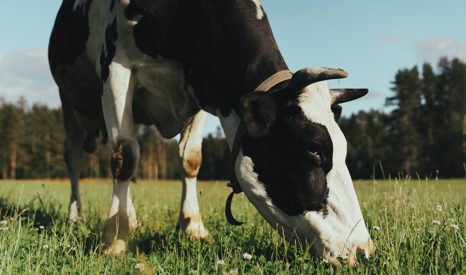 Cultured Collagen? How Aleph Farms Is Using Technology to Replace the Whole Cow 