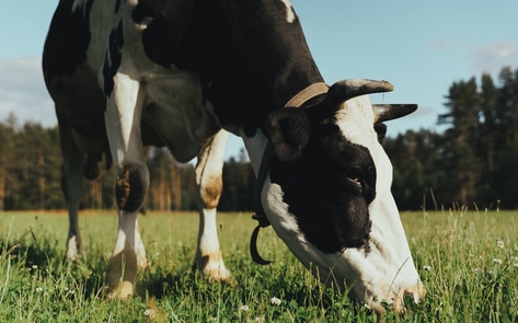 Cultured Collagen? How Aleph Farms Is Using Technology to Replace the Whole Cow 