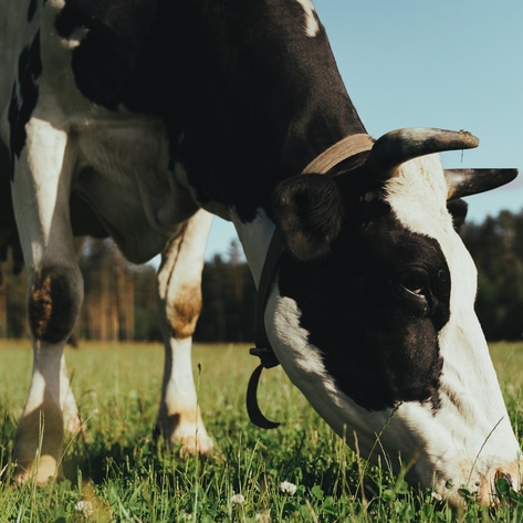 Cultured Collagen? How Aleph Farms Is Using Technology to Replace the Whole Cow&nbsp;