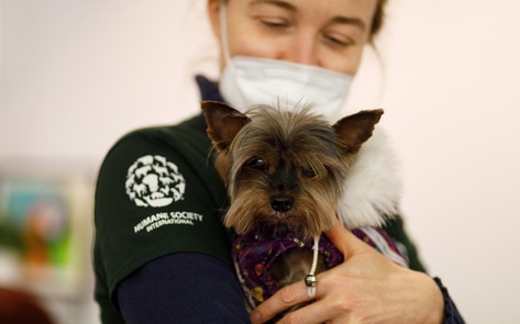 How Vegan Organizations Are Helping Ukraine