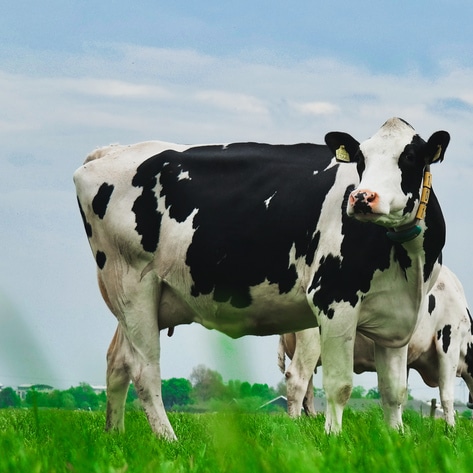 New IPCC Report Warns Cutting Methane Emissions 33 Percent Must Happen "Now or Never"