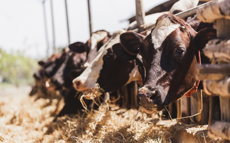 Antibiotic-Free Claims on Animal Products Can't Be Trusted, New Study Finds