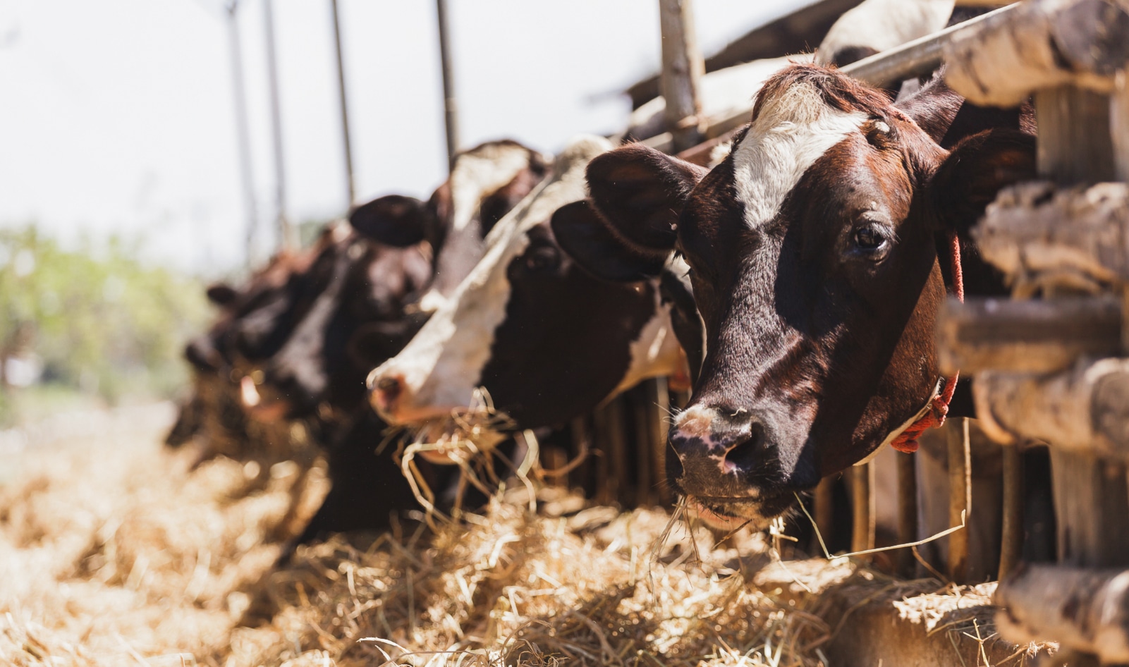 Antibiotic-Free Claims on Animal Products Can't Be Trusted, New Study Finds