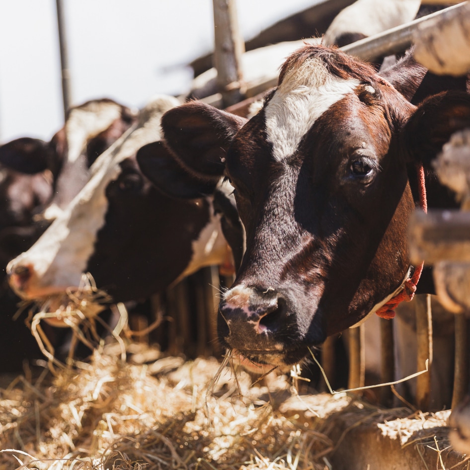 Antibiotic-Free Claims on Animal Products Can't Be Trusted, New Study Finds