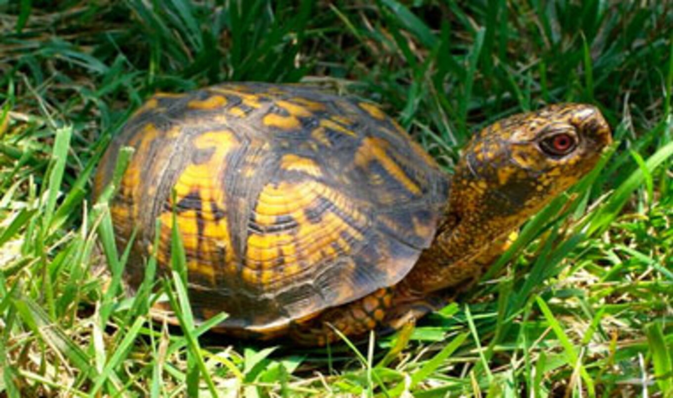 HSUS Turtle Project