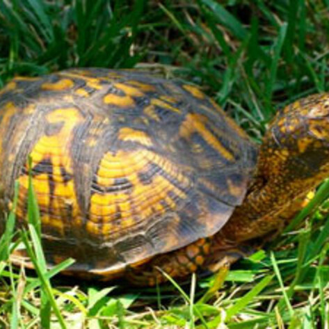 HSUS Turtle Project