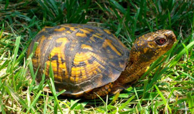 maryland_box_turtle-01