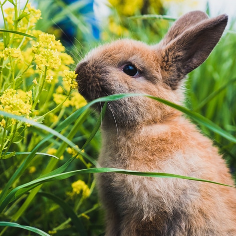 Easter or Not, Bunnies Deserve Better. Here’s Why You Shouldn’t Exploit or Eat Them.