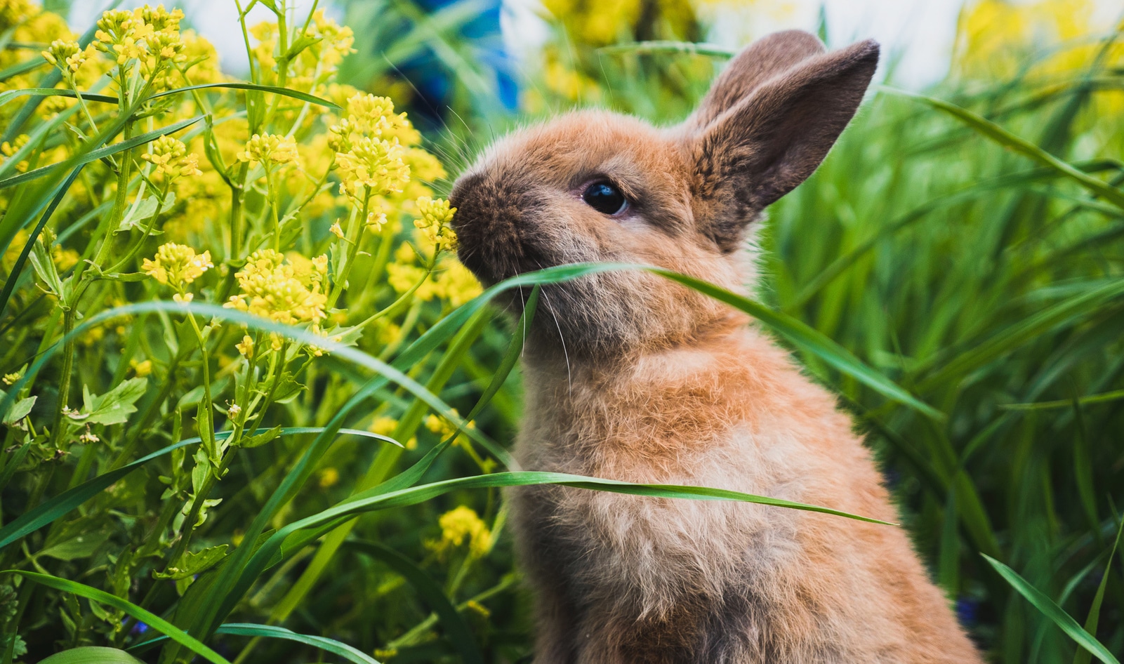 We Animals Media  A juvenile rabbit on a small-scale rabbit farm