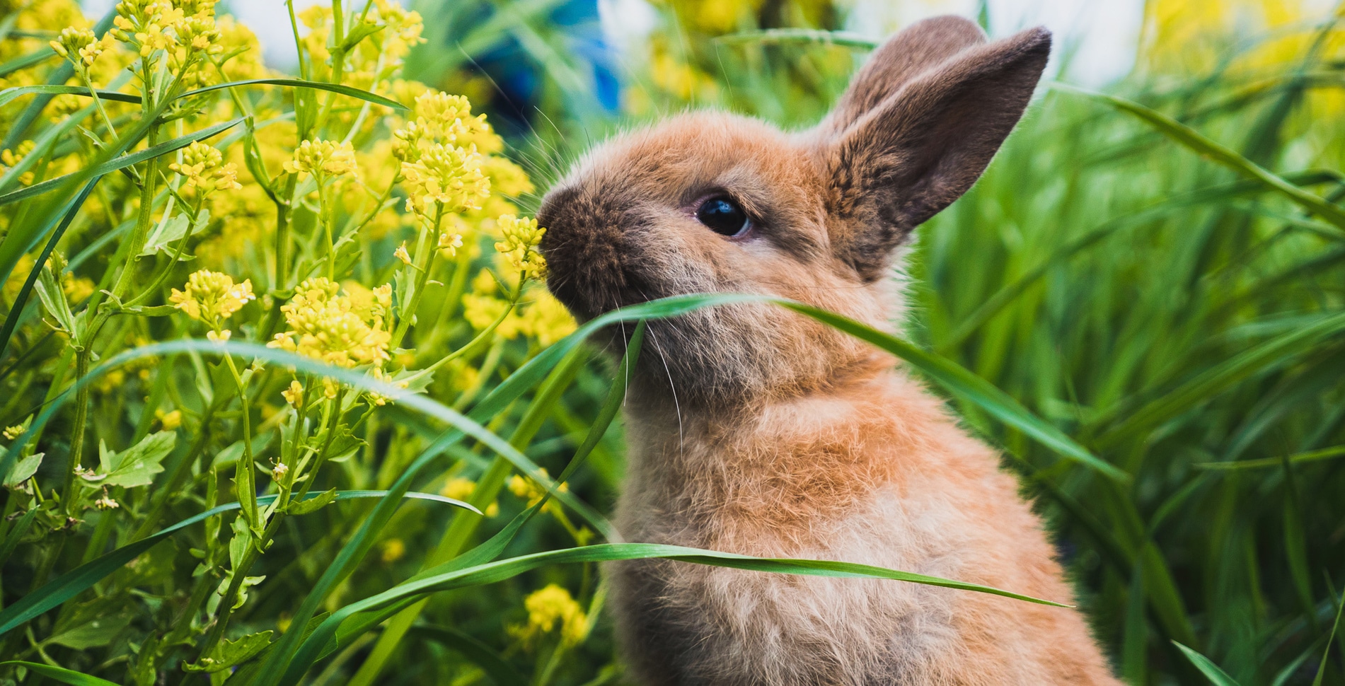 Easter or Not, Bunnies Deserve Better. Here’s Why You Shouldn’t Exploit or Eat Them.