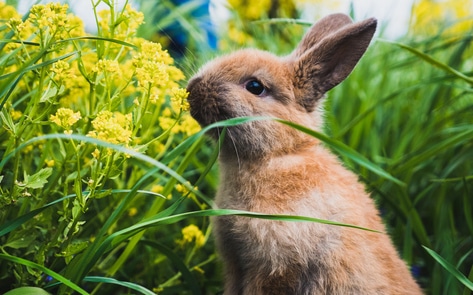 Easter or Not, Bunnies Deserve Better. Here’s Why You Shouldn’t Exploit or Eat Them.