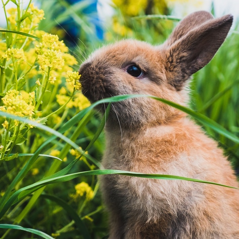 Easter or Not, Bunnies Deserve Better. Here’s Why You Shouldn’t Exploit or Eat Them.