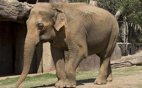 Animal Exhibitor Cited for Multiple Violations