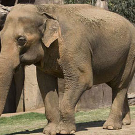 Los Angeles Area Festival Cancels Elephant Rides