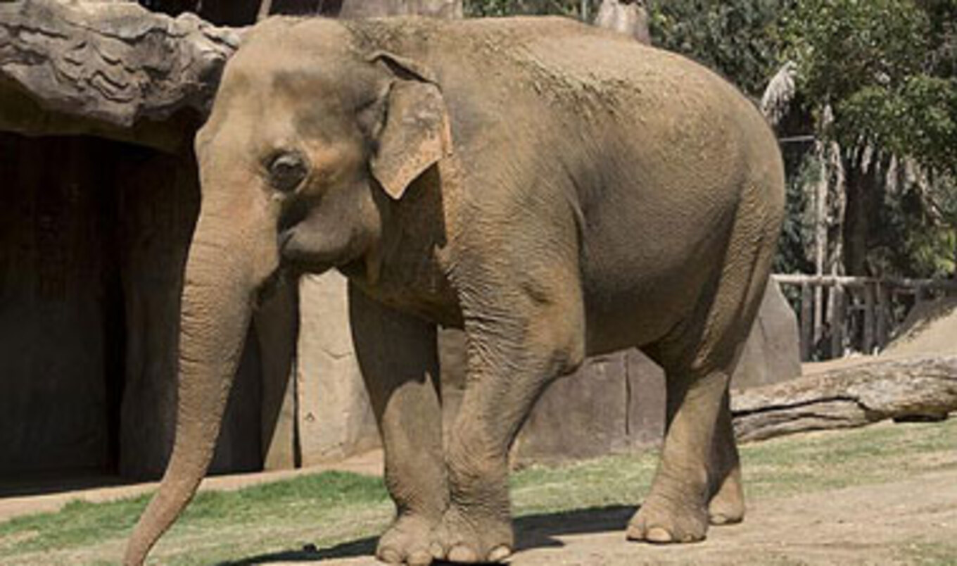Animal Exhibitor Cited for Multiple Violations