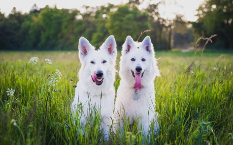 Vegan Diet For Dogs Linked to Better Health, New Study Finds