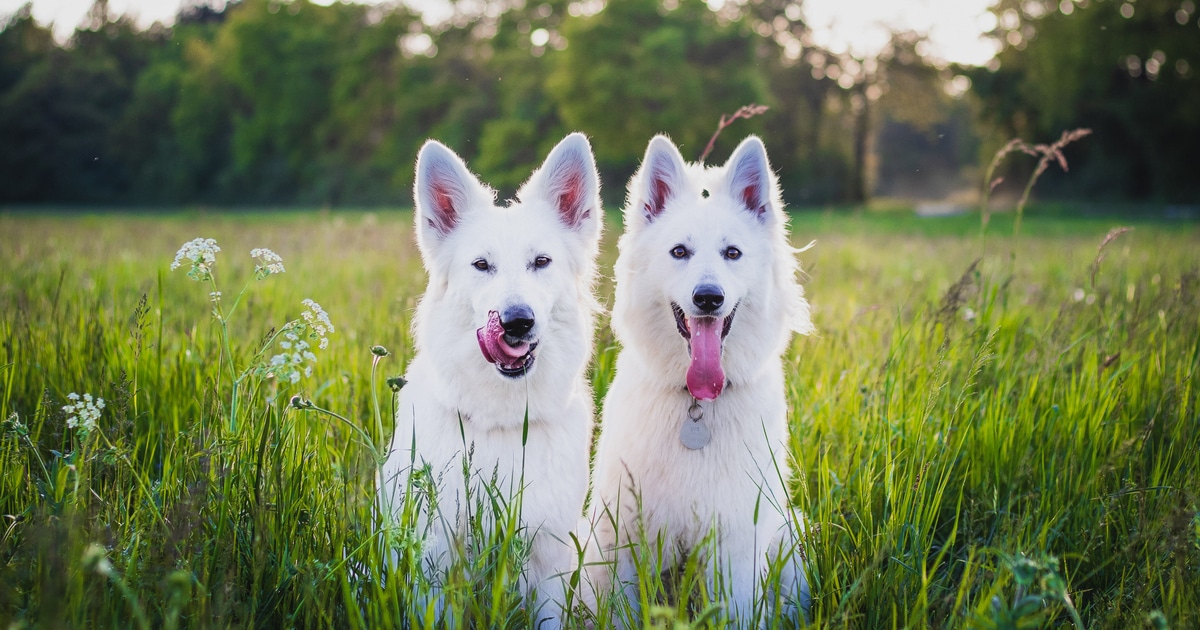 Vegan Diet For Dogs Linked to Better Health, New Study Finds - Vimarsana News