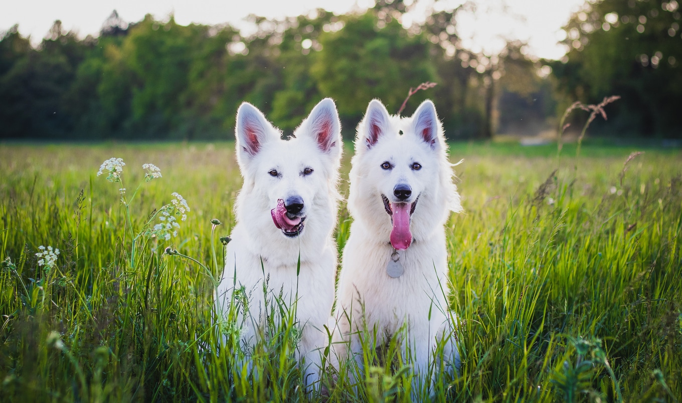 VegNews.VeganDogs.SimonaKidrič